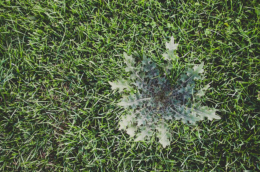 weed, grass, texture, nature, thistle, canadian, yard, lawn HD wallpaper