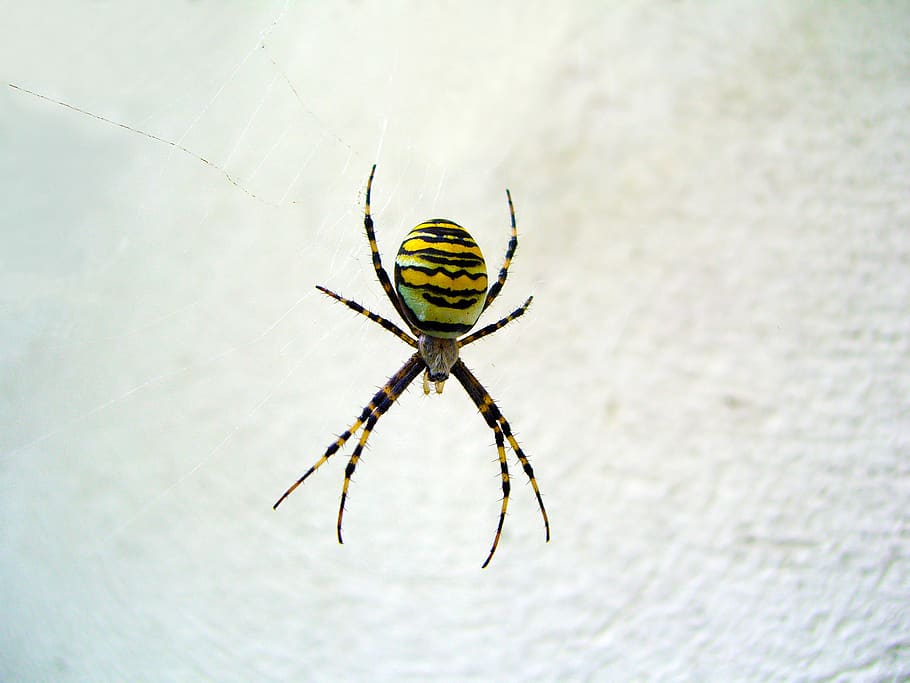 spider, argiope hornet, arachnid, insect, animal, nature, wallpaper, HD wallpaper