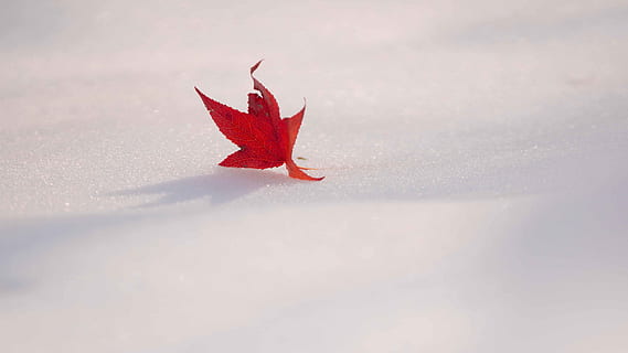leaf, plant, tree, maple, animal, bird, sunlight, maple leaf HD wallpaper