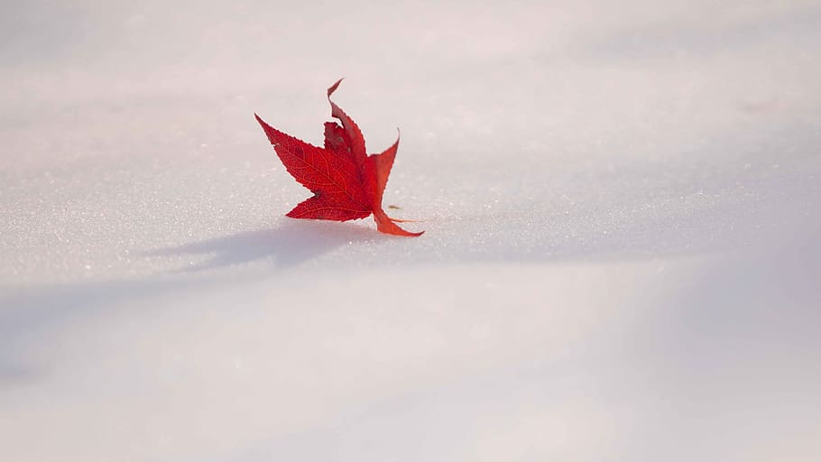 leaf, plant, tree, maple, animal, bird, sunlight, maple leaf HD wallpaper