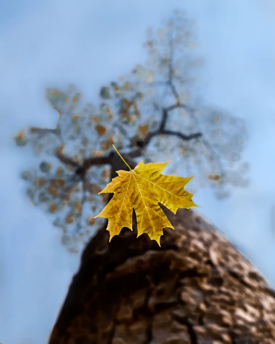 tree, nature, leaf, branch, wildlife, animals, autumn, close-up HD wallpaper