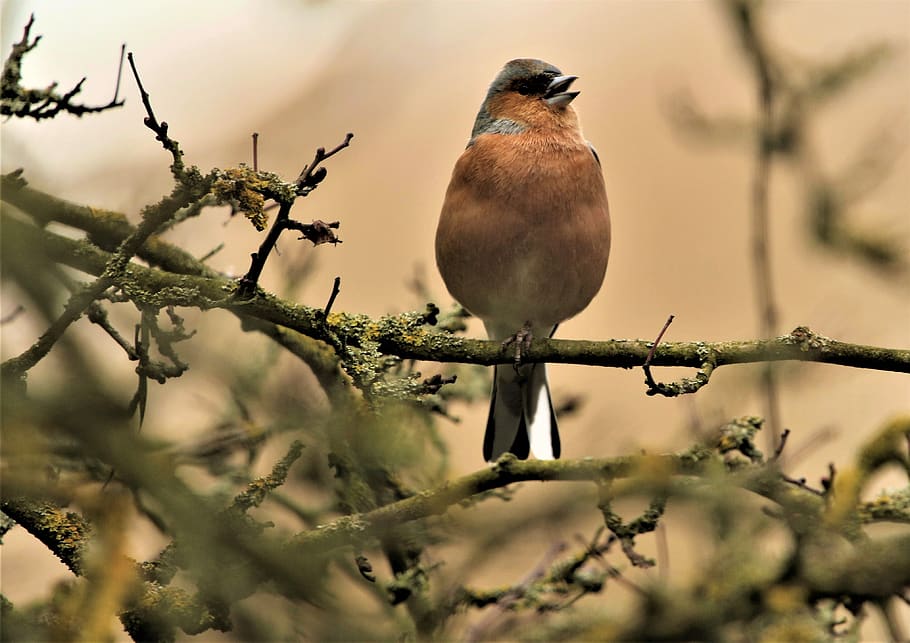 bird, bullfinch, juvenile bullfinch, branch, sitting, nature, HD wallpaper