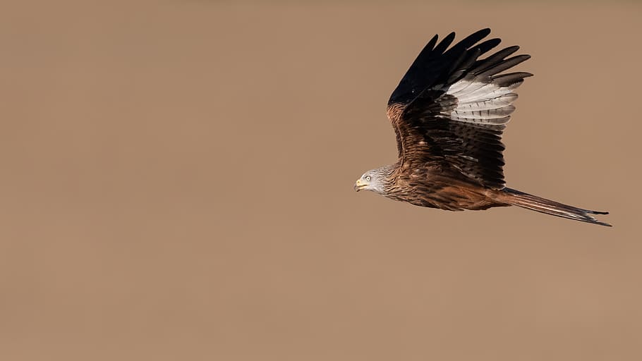 bald eagle, animal, one animal, bird, animal themes, animal wildlife HD wallpaper