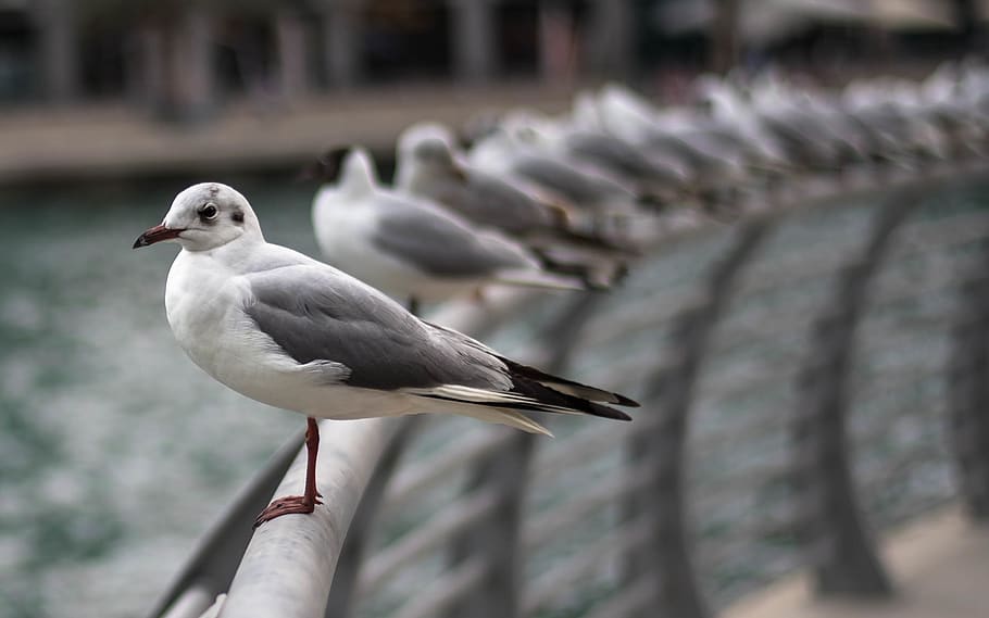 Flock of Birds, animals, gulls, seagulls, animals in the wild HD wallpaper