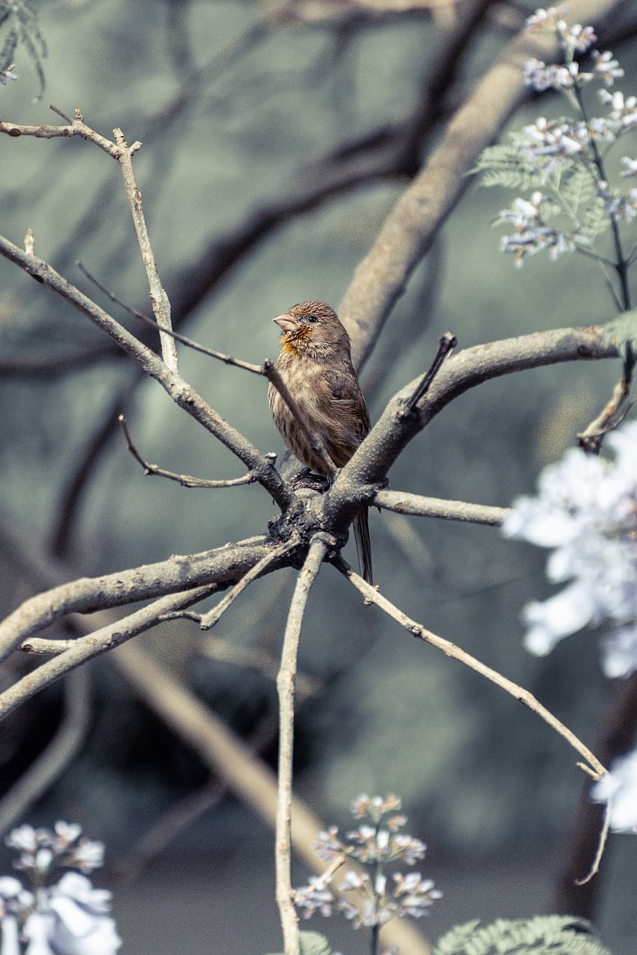 brown bird perch on tree branch, plant, one animal, focus on foreground HD wallpaper