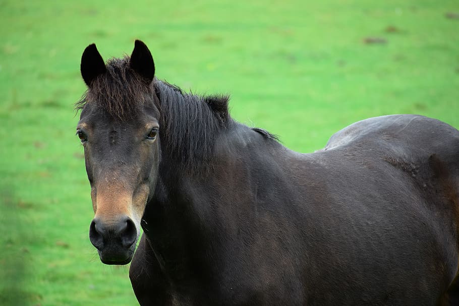 equestrian, object, body, black, active, animal, purebred, horse HD wallpaper
