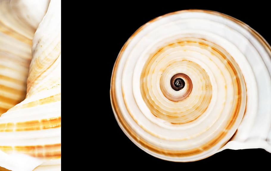 black, bone, close-up, closeup, coast, coastline, cockle-shell HD wallpaper