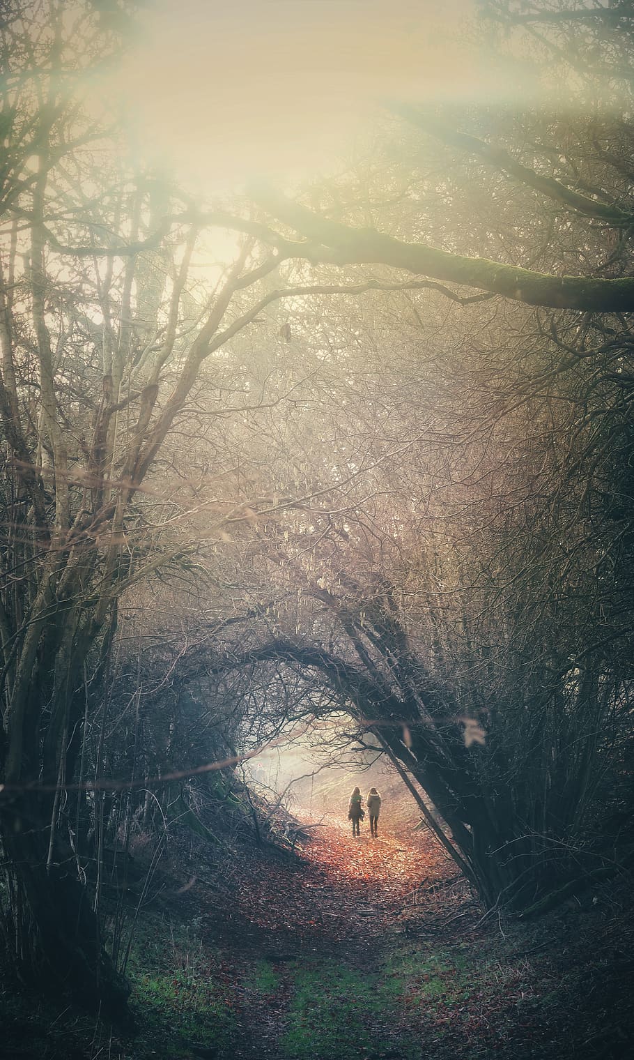 two person walking in between trees, nature, weather, human, outdoors HD wallpaper