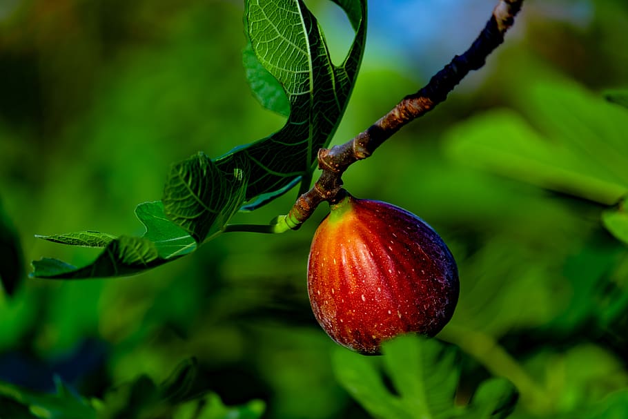 fig, fig tree, fruit, sweet, nature, healthy, food, red, ripe, HD wallpaper