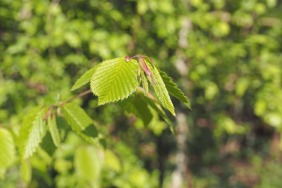 leaf, green, nature, spring, leaves, plants, tree, wood, environment HD wallpaper