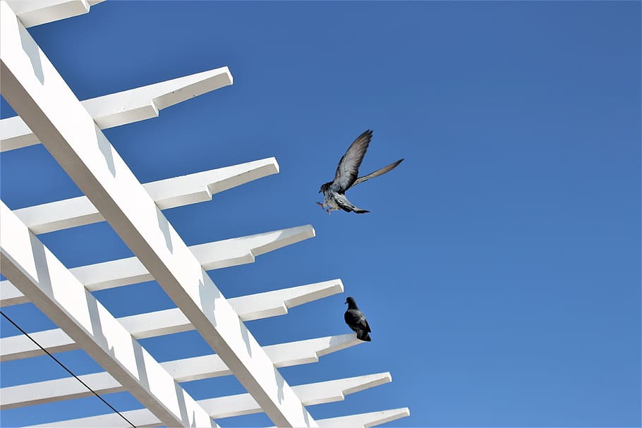 bird, pigeon, flight, wings, fly, bird flying, sky, clear sky HD wallpaper