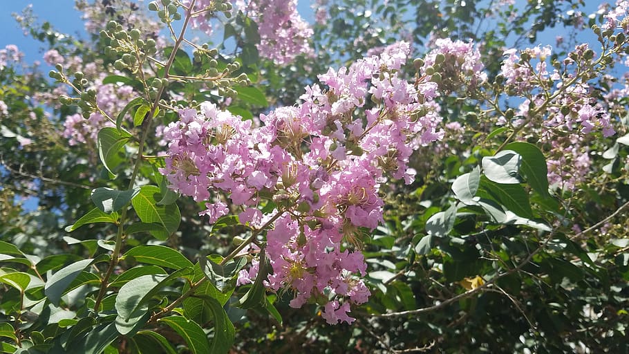 tree, exappiah, flowers, flowering plant, growth, freshness HD wallpaper
