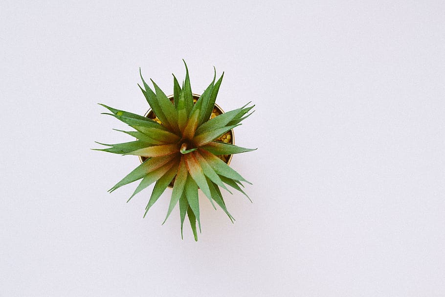 High Angle Shot of Green Plant, bright, cactus, color, daylight HD wallpaper