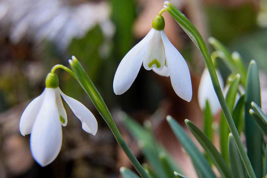 snowdrop, kikelet pansio, spring, heart, nature, plant, flower HD wallpaper