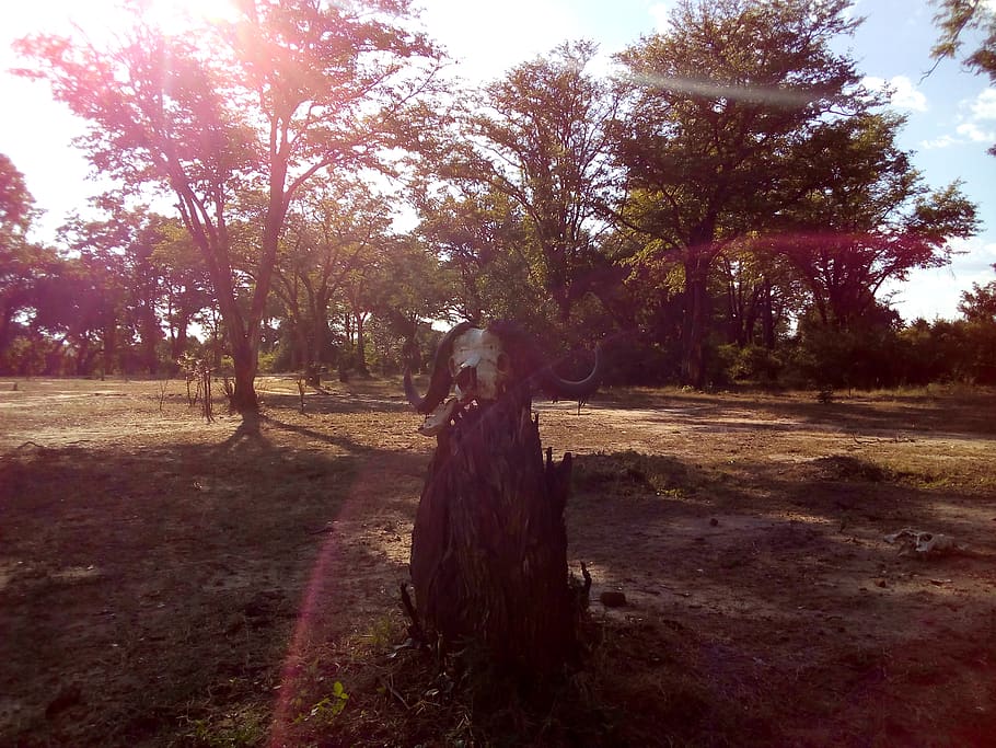 zambia, luangwa, sunlight, horns, skull, buffalo, tree, plant, HD wallpaper