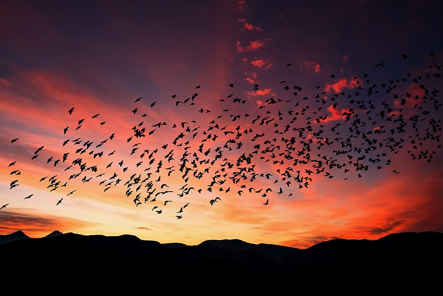 sunset, sky, birds, landscape, dusk, nature, animal themes HD wallpaper