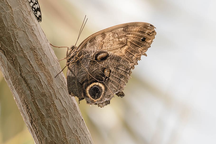 butterfly, conservatory, wing, tropical, colorful, nature, insect HD wallpaper