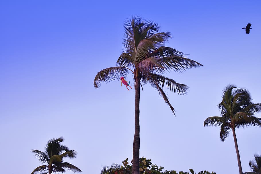 india, mumbai, silver beach, sky, trees, palm, high, palm tree, HD wallpaper