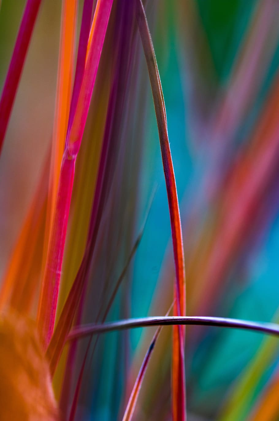 grass, abstract, detail, background, nature, plant, grasses HD wallpaper