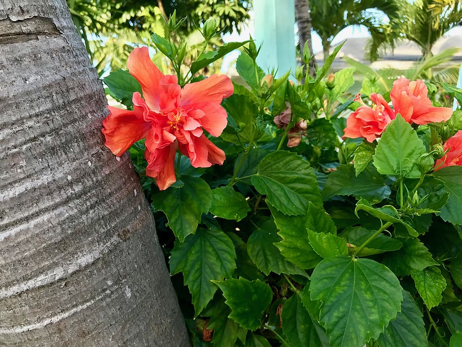 flower, tree, palm tree, leaves, pink, orange, green, bahamas HD wallpaper