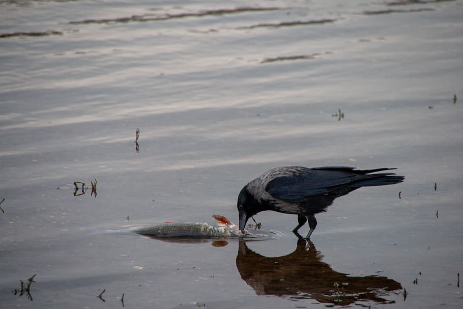 rabe, vögel, bird, elbe, shadows, animel, wildlife, animal HD wallpaper