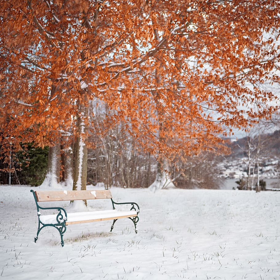 Brown Tree With Snow, austria, bench, branch, cold, colors of autumn HD wallpaper