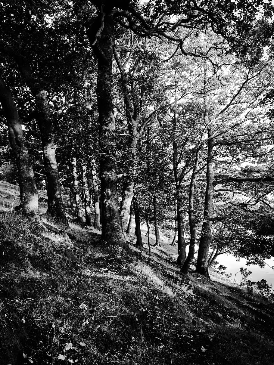 tree, plant, vegetation, nature, tree trunk, land, forest, outdoors HD wallpaper
