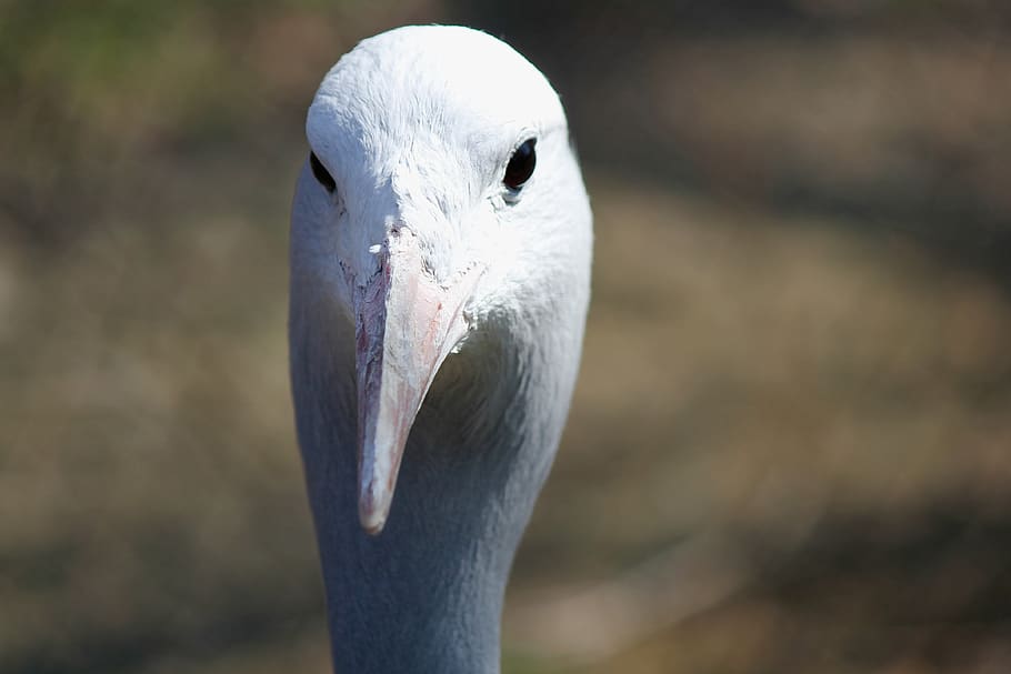 bird, crane, tomato, head, beak, eyes, white, one animal, vertebrate HD wallpaper