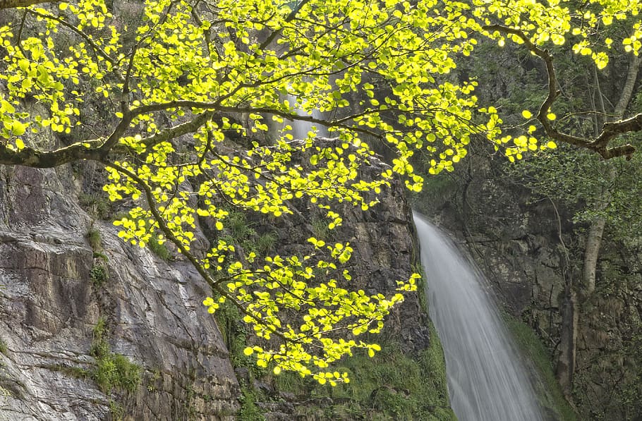trees, plant, beauty in nature, yellow, growth, no people, day HD wallpaper