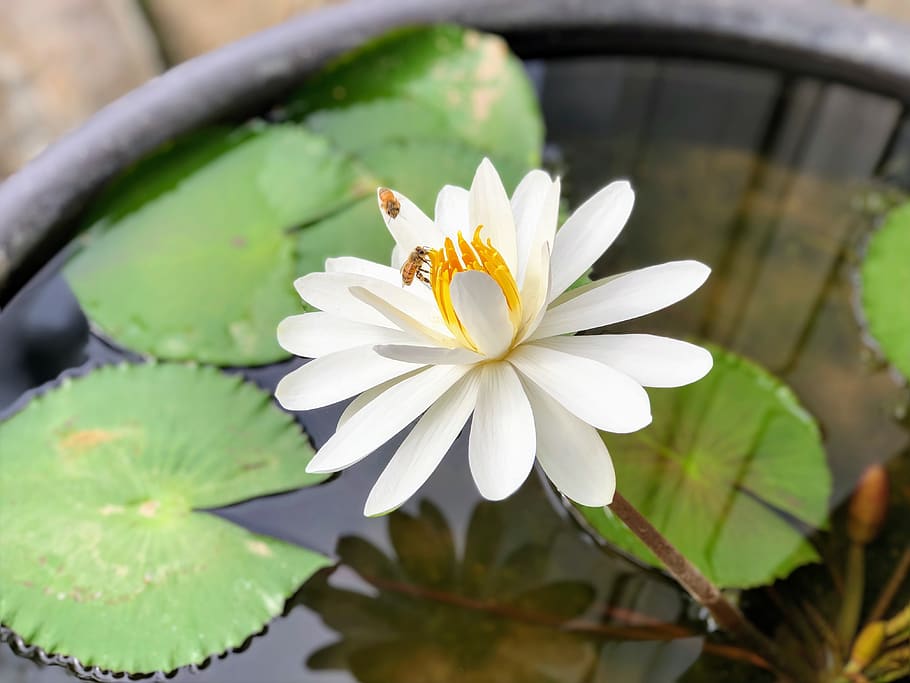bee, nymphaea alba, white, plant, reflection, flower, flowering plant HD wallpaper