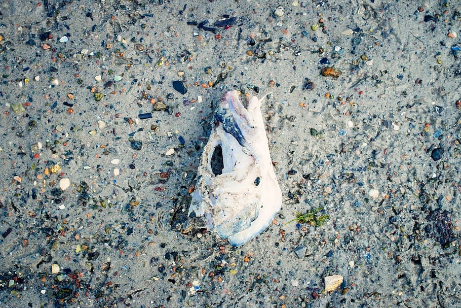 denmark, amager beach park, cod, fishhead, skull, dead, high angle view HD wallpaper