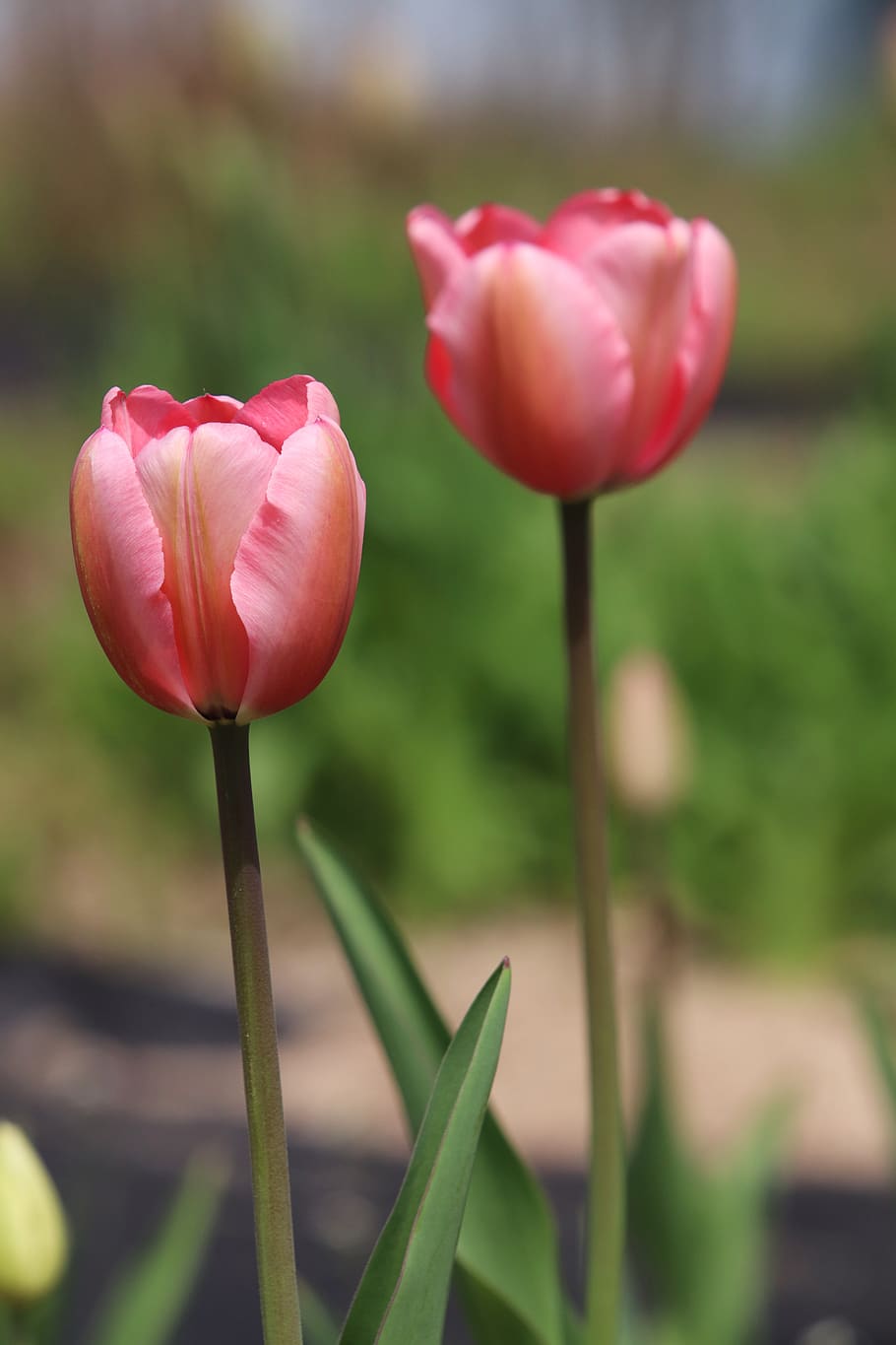 tulip, spring, flowers, nature, garden, plants, pink, flowering HD wallpaper