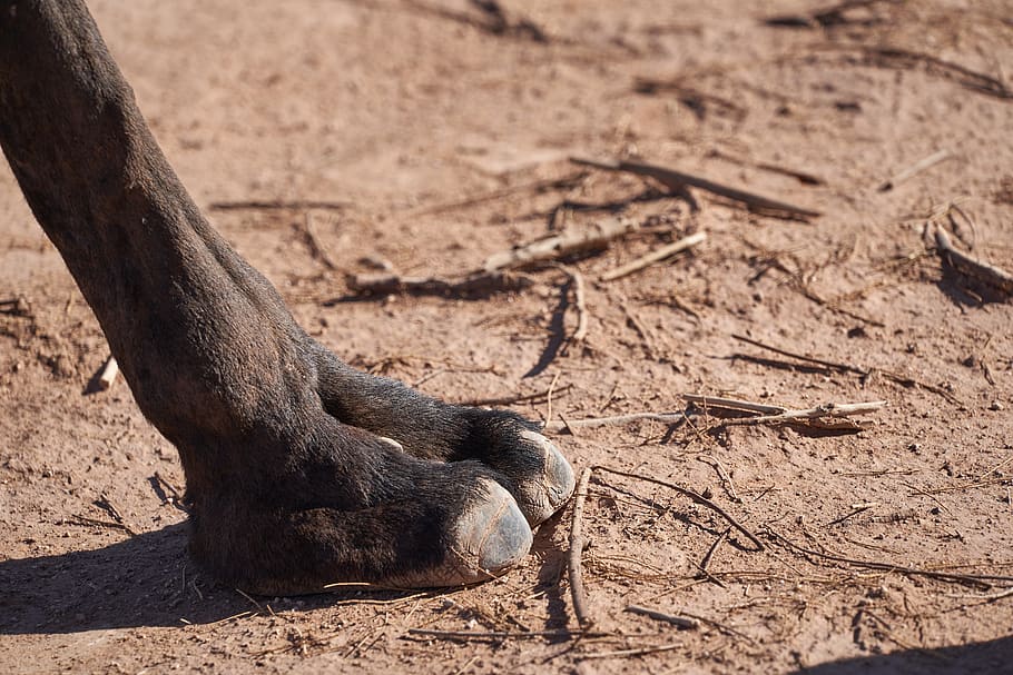 black legged animal, desert, foot, dromedary, one animal, animal themes HD wallpaper