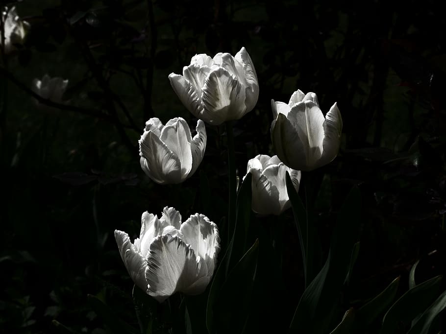 tulips, flowers, lighting, spring, garden, nature, plant, white HD wallpaper