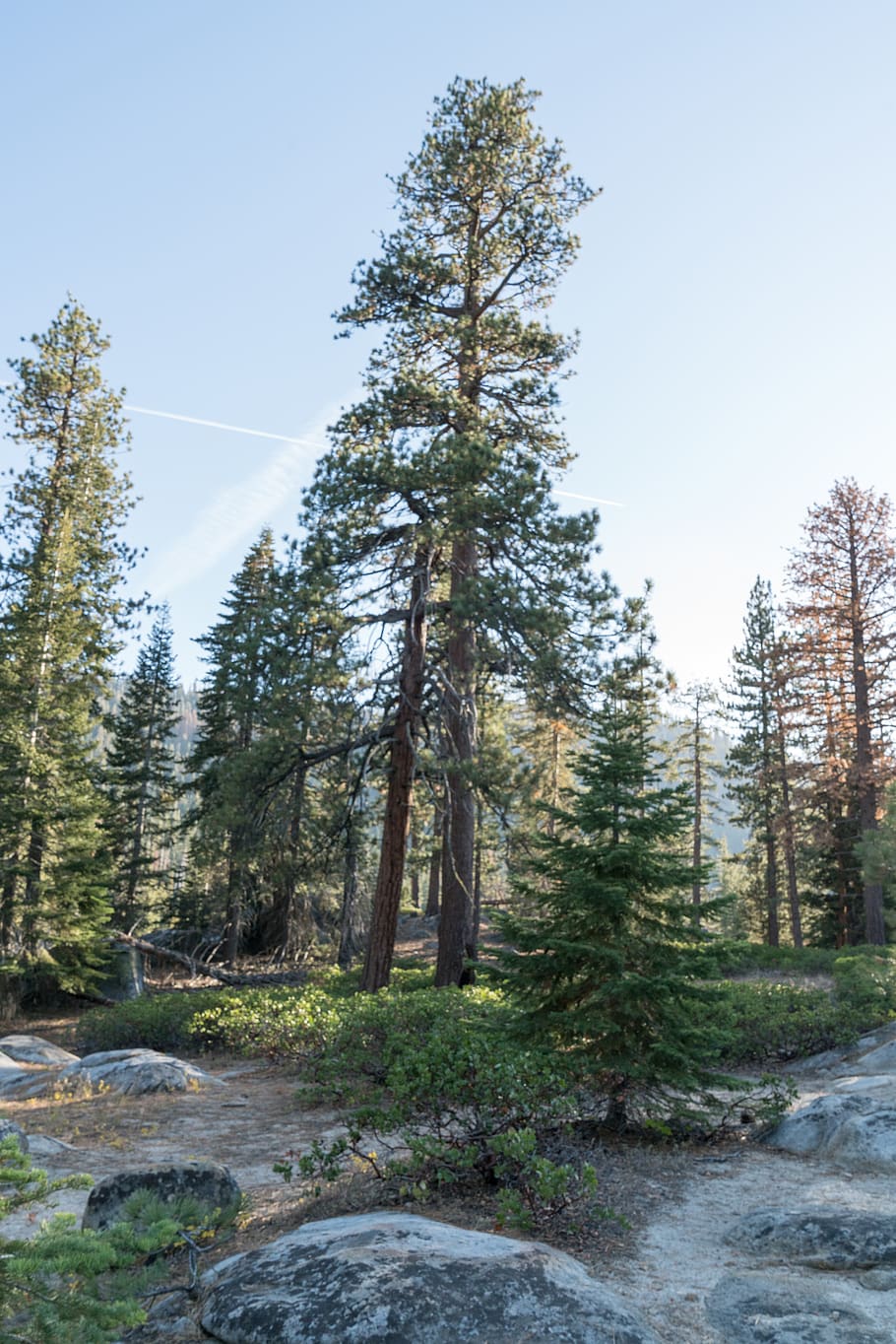 trees, mountian, lake, forest, woods, outdoors, outside, life HD wallpaper