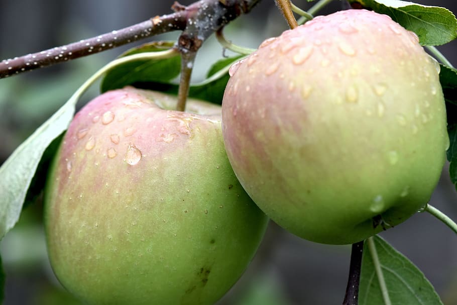 fruit, deciduous, apples, fresh, raindrops, red, green, food and drink HD wallpaper