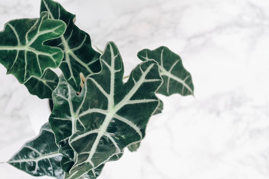 green, white, empty space, from above, plants, clean, minimalism HD wallpaper