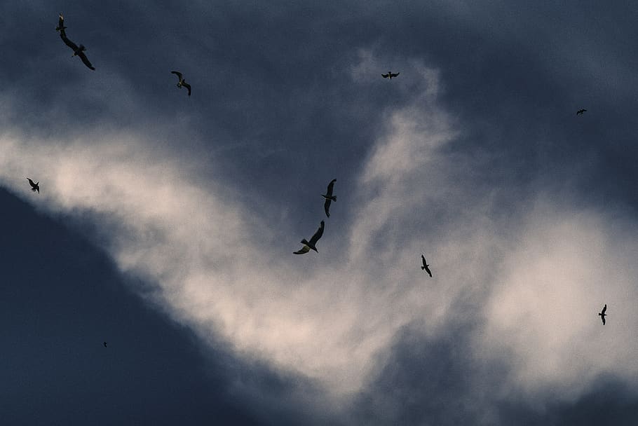 bulgaria, varna, flying, animal, animal wildlife, bird, group of animals HD wallpaper