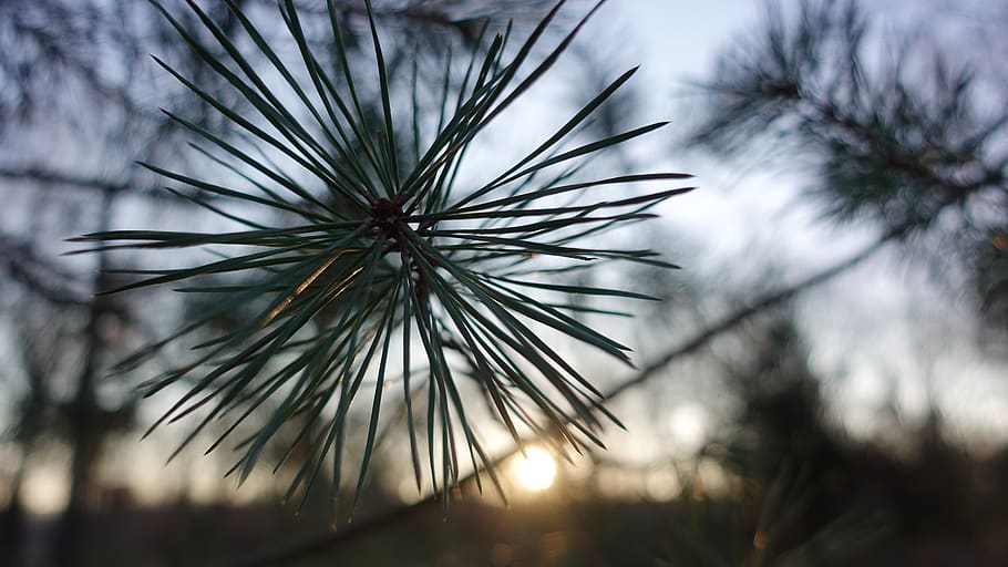 pine needles, pine tree, branch, sun, plant, growth, nature HD wallpaper