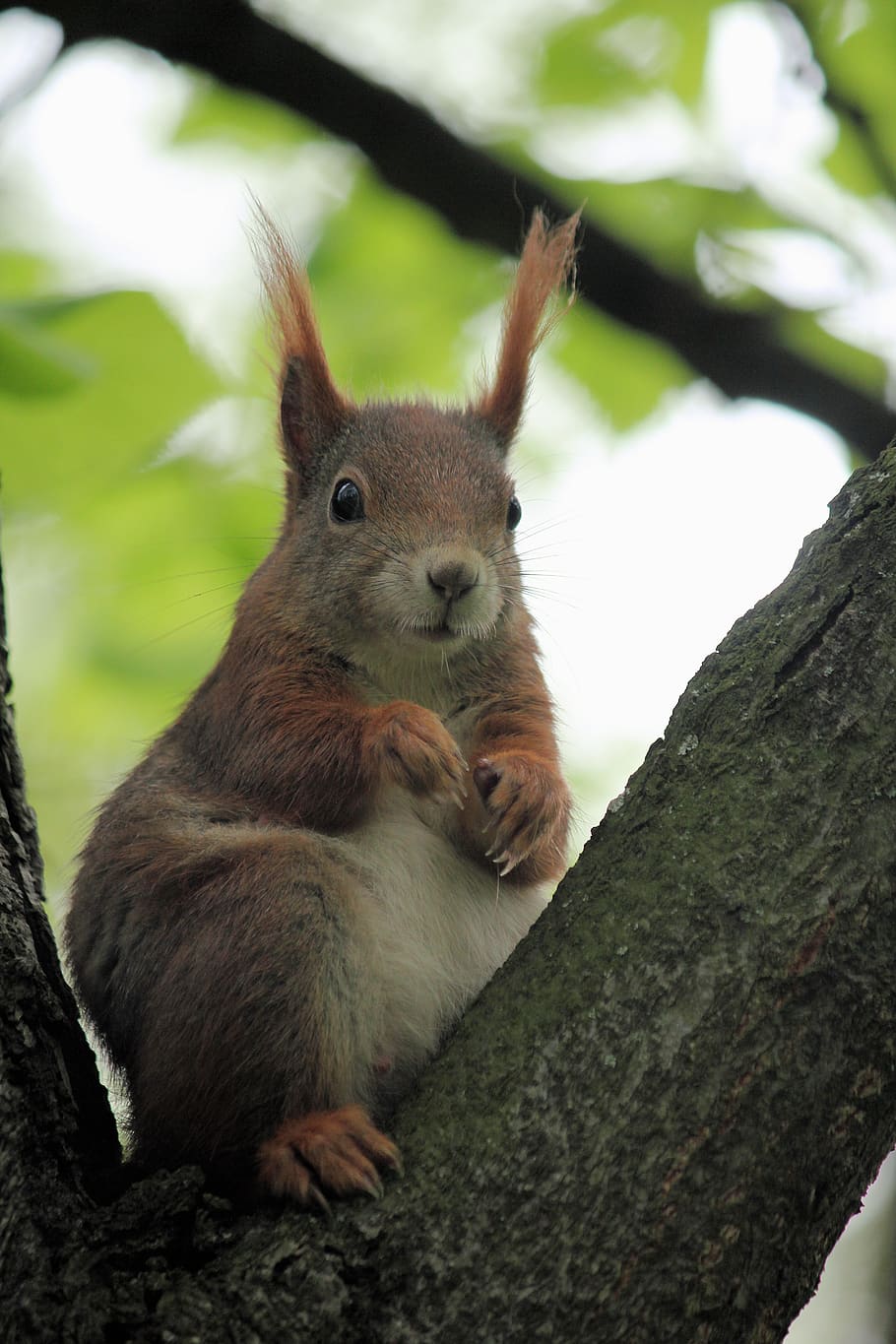 brown rabbit on tree, animal, animal themes, animal wildlife HD wallpaper