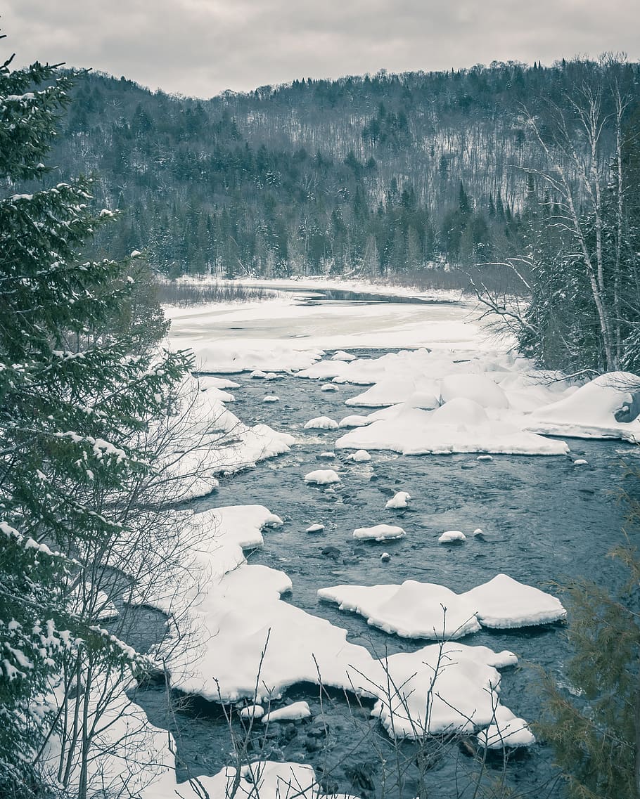 ice bergs beside trees, plant, outdoors, nature, fir, abies, mountain HD wallpaper
