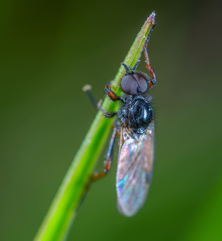 Black Fly Close-up Photography, bug, hairy, insect, little, macro HD wallpaper