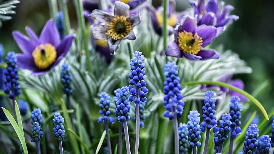 flower, color, flowering plant, purple, freshness, beauty in nature HD wallpaper