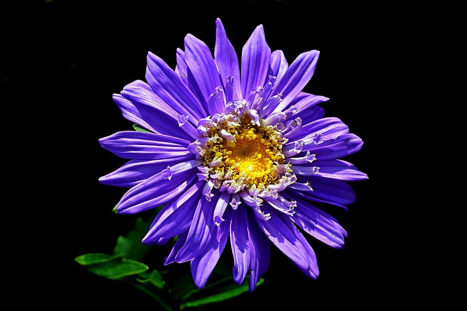 flower, aster, garden, summer, nature, the petals, macro, blue HD wallpaper