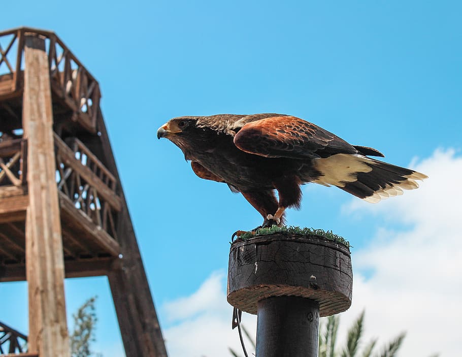 brown bird on pole, animal, hawk, buzzard, vulture, eagle, accipiter, HD wallpaper