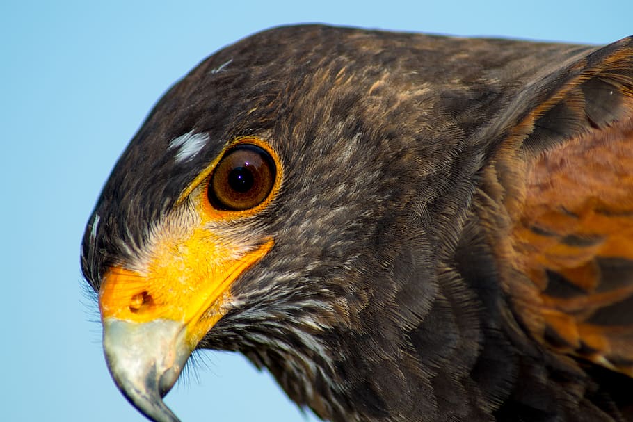 falco, hawj, bird, animal, animal themes, one animal, animals in the wild HD wallpaper