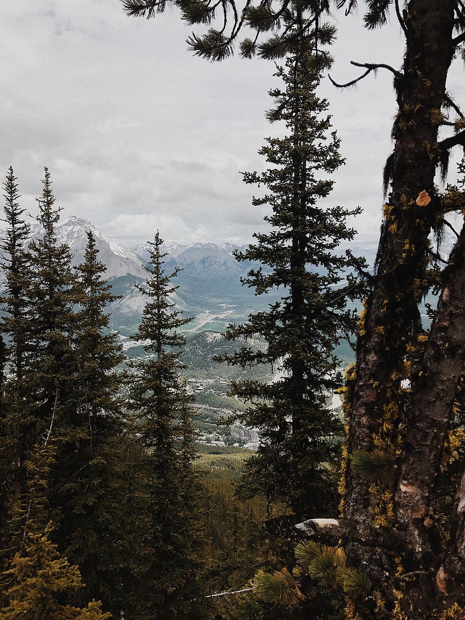 banff, canada, forest, trees, mountain, lake, plant, tranquility HD wallpaper