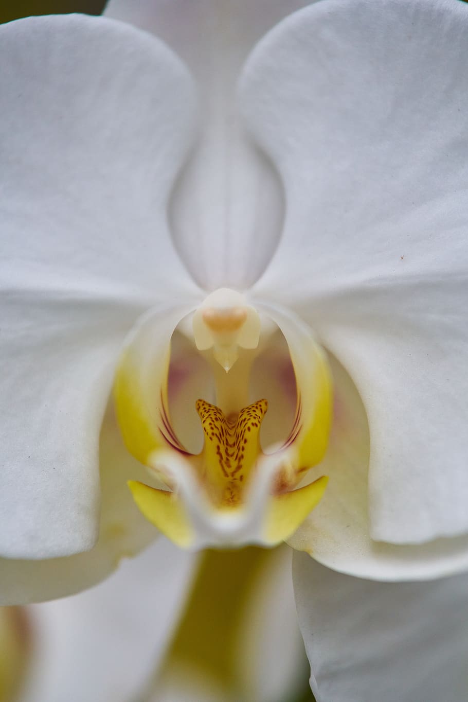 flower, plant, macro, white, nature, blooming, spring, garden HD wallpaper