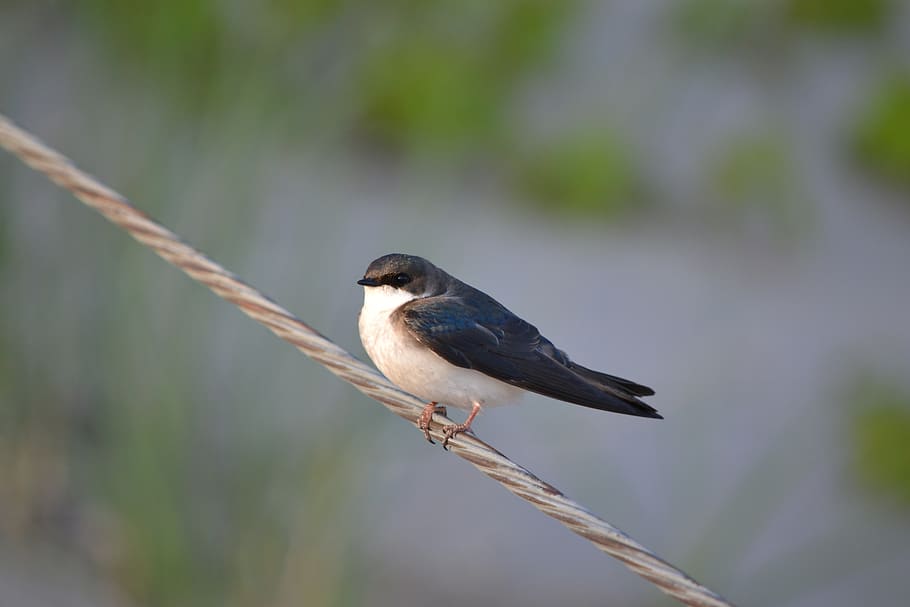 swallow, bird, nature, vertebrate, animals in the wild, animal wildlife HD wallpaper