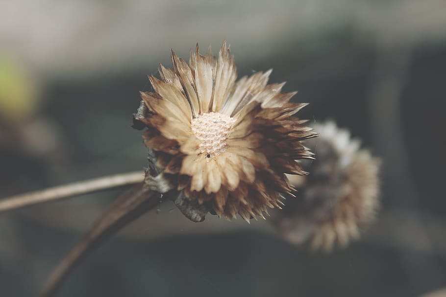vietnam, tp. pleiku, flower, flowering plant, close-up, vulnerability, HD wallpaper